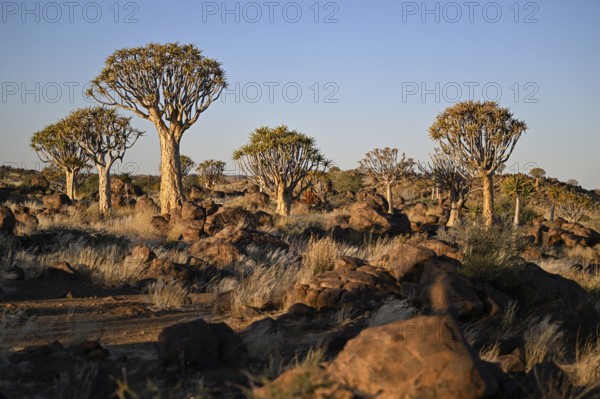 Quiver trees (Aloe dichotoma), quiver tree forest near Keetmanshoop, Karas Region, Namibia