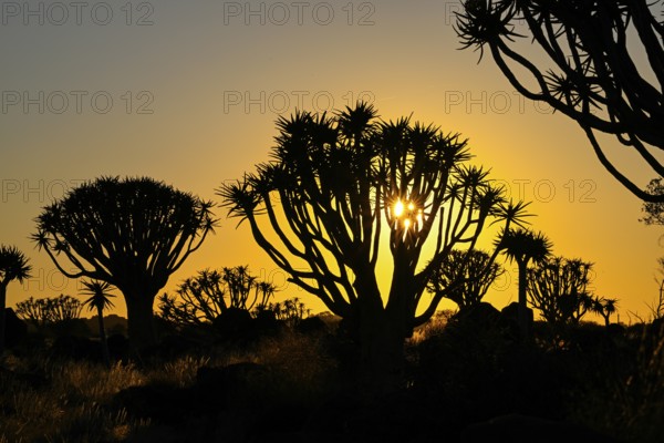 Quiver trees (Aloe dichotoma) in first daylight, quiver tree forest near Keetmanshoop, Karas Region, Namibia