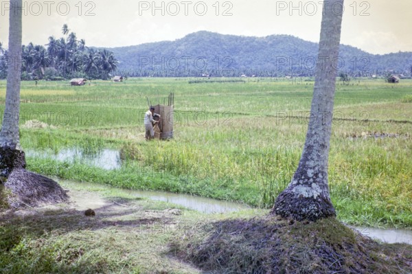 Rice cultivation paddy fields rural farming agriculture countryside area, Penang, Penang Island, Malaya, Malaysia 1965