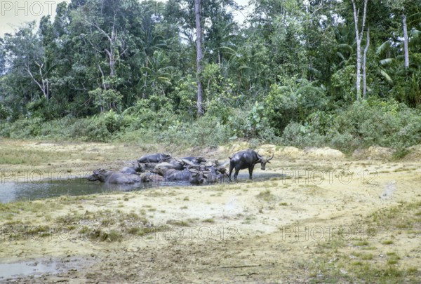 Water buffalo in pool Endau Rompin National Park, Pahang, Malaya, Malaysia, south east Asia 1964