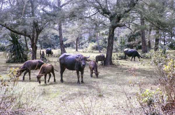 Water buffalo grazing behind beach East coast, Rompin, Pahang, Malaya, Malaysia, south east Asia 1964