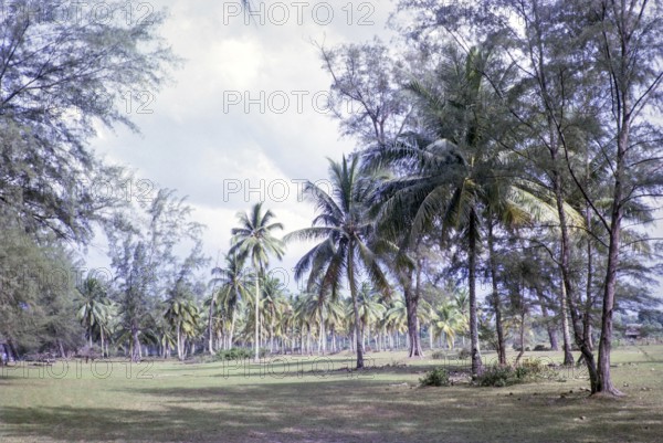 Sandy pasture under coconut palm trees behind beach south of estuary, East coast, Rompin, Pahang, Malaya, Malaysia, south east Asia 1964