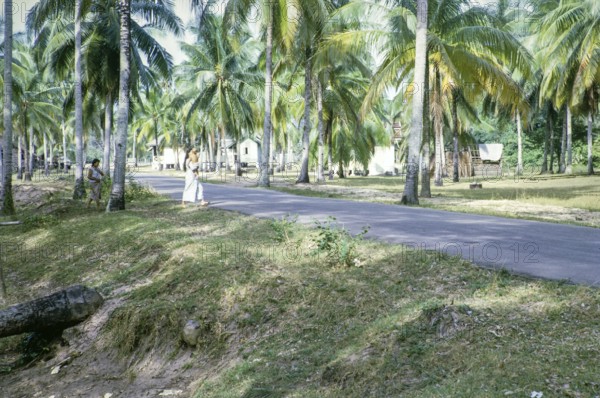 Village houses behind beach south of estuary, East coast, Rompin, Pahang, Malaya, Malaysia, south east Asia 1964