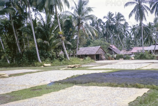 Fish drying on mats also fish nets drying, East Coast village, Mersing, Johor, Malaya, Malaysia, south east Asia 1964