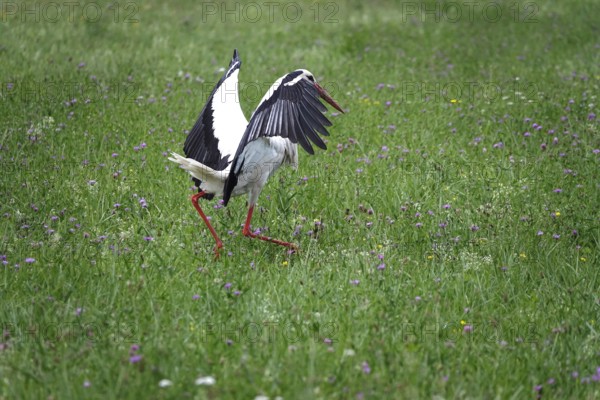 White stork, summer, Germany