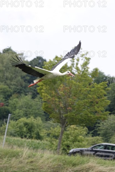 White stork, summer, Germany