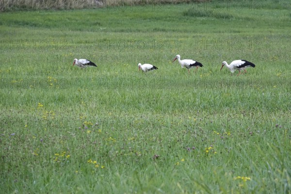 White storks, summer, Germany