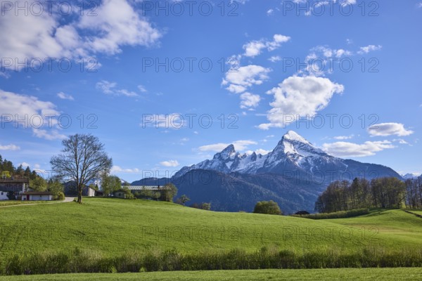 Mountain Watzmann, landscape photography, mountain landscape, mountains, meadow, coniferous forest, trees, blue sky, cumulus clouds, Bischofswiesen, district Berchtesgadener Land, Bavaria, Germany