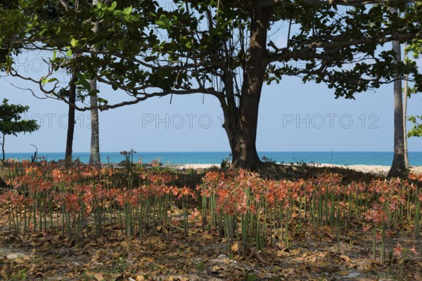 Lilies and coconut palms, Secret Beach, Sala Dan, Ko Lanta, Koh Lanta, Krabi Province, Southern Thailand, Andaman Sea, Thailand