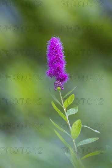 Willow-leaved spirea shrub (Spira salicifolia), rose family (Rosaceae), Moosbachtal, Dahn, Dahner Felsenland, Pfläzerwald, Rhineland-Palatinate, Germany
