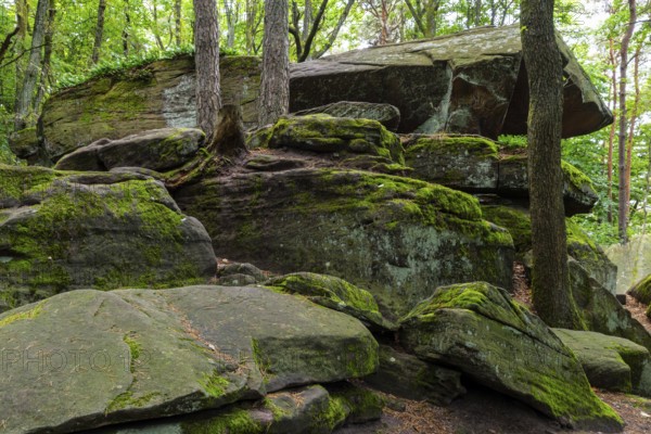 Boulders in the forest, red sandstone, sea of rocks, Kalmit, Maikammer, Pfläzerwald, Rhineland-Palatinate, Germany