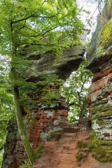 Old castle rock, sandstone rock, beech (Fagus), beech family (Fagaceae), Eppenbrunn, Pfläzerwald, Rhineland-Palatinate, Germany