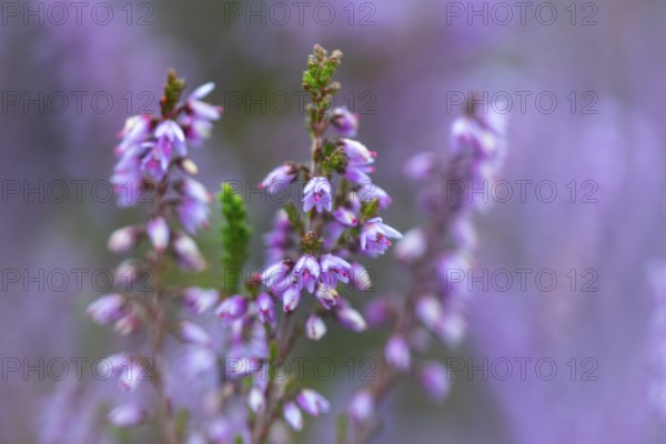Heather (Erica vulgaris) Heather family (Ericaceae), Mehlinger Heide, Pfläzerwald, Rhineland-Palatinate, Germany