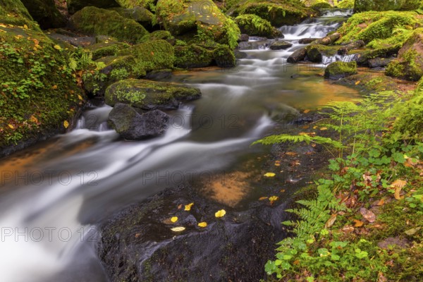 Stream through moss-covered stones, bracken fern (Pteridium aquilinum), Leptosporangiate ferns (Polypodiopsida), Karlstalschlucht, Trippstadt, Pfläzerwald, Rhineland-Palatinate, Germany