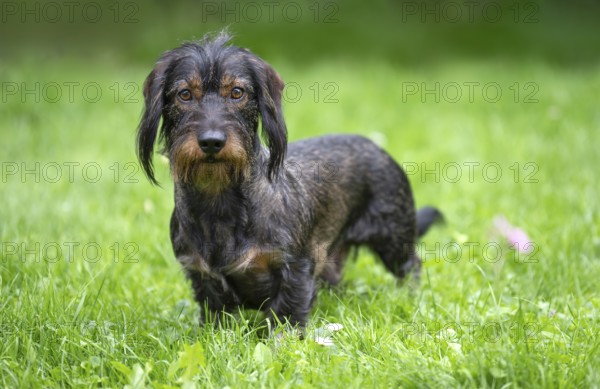 Rough-haired dachshund (Canis lupus familiaris) male, 4 years old, alert, on a meadow, Stuttgart, Baden-Württemberg, Germany