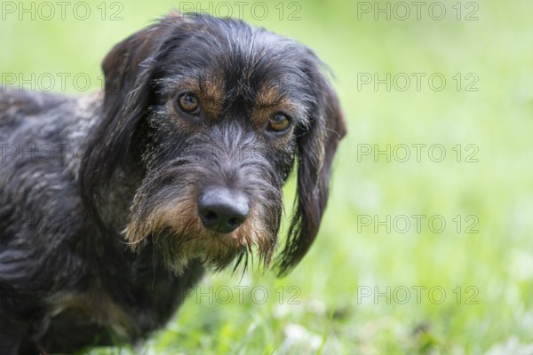 Rough-haired dachshund (Canis lupus familiaris) male, 4 years, animal portrait, attentive, Stuttgart, Baden-Württemberg, Germany