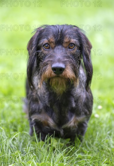 Rough-haired dachshund (Canis lupus familiaris) male, 4 years old, alert, on a meadow, Stuttgart, Baden-Württemberg, Germany