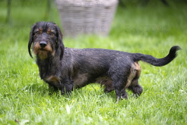 Rough-haired dachshund (Canis lupus familiaris) male, 4 years, attentive, in a meadow, in garden, Stuttgart, Baden-Württemberg, Germany