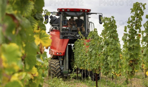 Harvest of Riesling grapes in the Palatinate