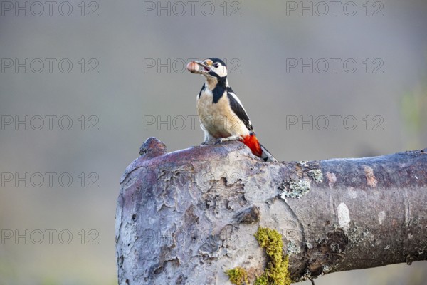 Great spotted woodpecker (Dendrocopus major) ml Germany
