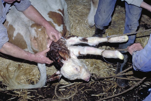 Cow birth with the help of a rope in a cowshed, Franconia, Bavaria, Germany