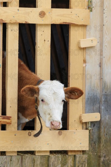 A Holstein-Friesian calf sticks its head through a wooden fence in the barn wall and looks out. Eng valley, Austria