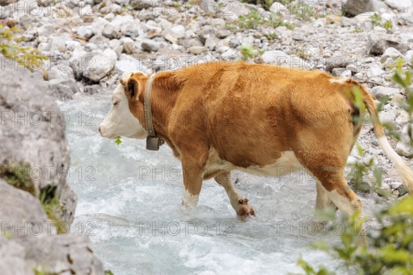Holstein Friesian cattle crossing a creek on an alpine pasture. Eng valley, Austria