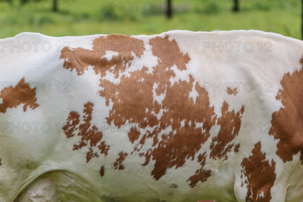 Cow patterns. A Holstein Friesian shows her fur pattern. Eng valley, Austria