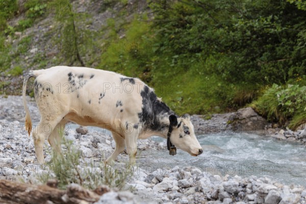 A cow crosses a creek on an alpine pasture. Eng valley, Austria