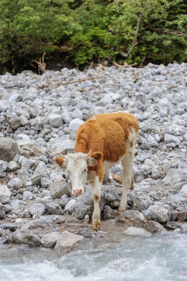 Holstein Friesian cattle crossing a creek on an alpine pasture. Eng valley, Austria
