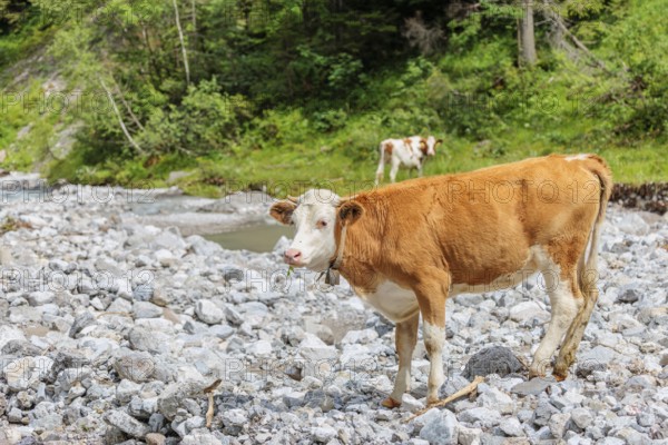 Holstein Friesian cattle crossing a creek on an alpine pasture. Eng valley, Austria