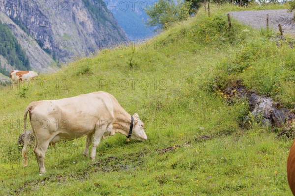 A Tyrolean Brown Swiss cow goes to a spring to drink. Eng Valley, Austria