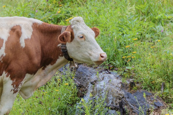 A Holstein-Friesian cow stands on a green mountain pasture in the Eng valley, Austria, drinking from a spring