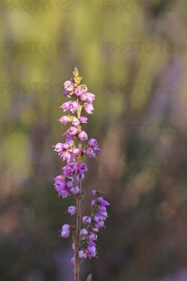 Flowering heather (Calluna vulgaris), heather, Trupacher Heide nature reserve, Siegen, North Rhine-Westphalia, Germany