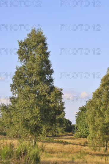 Heath landscape with heather (Calluna vulgaris) and birch trees and blue sky, Trupacher Heide nature reserve, Siegen, North Rhine-Westphalia, Germany