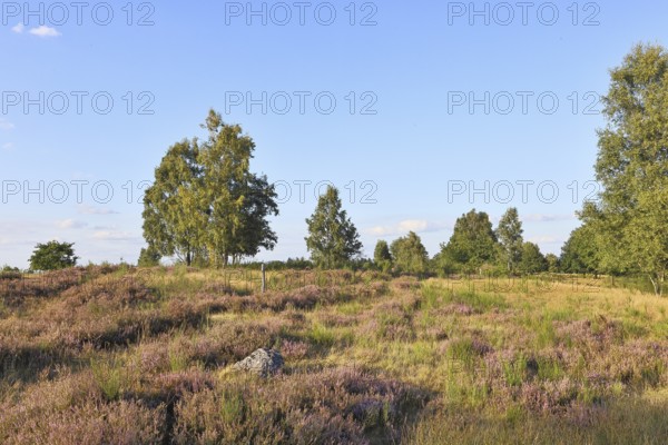 Heath landscape with heather (Calluna vulgaris) and birch trees and blue sky, Trupacher Heide nature reserve, Siegen, North Rhine-Westphalia, Germany