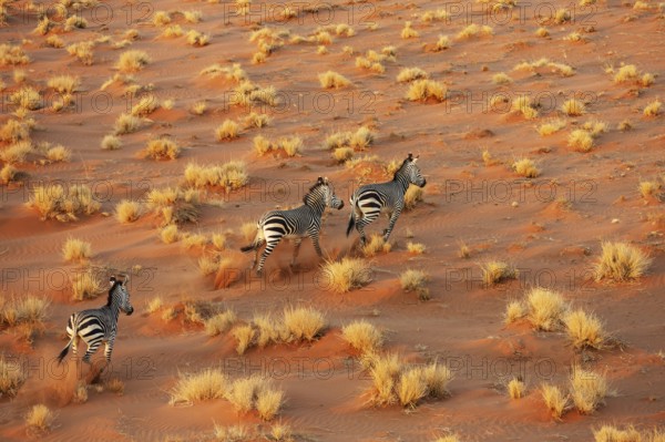 Hartmann's Mountain Zebra (Equus zebra hartmannae). At a sandy plain in the Namib Desert. Aerial view from a helicopter. Namib-Naukluft Park, Namibia