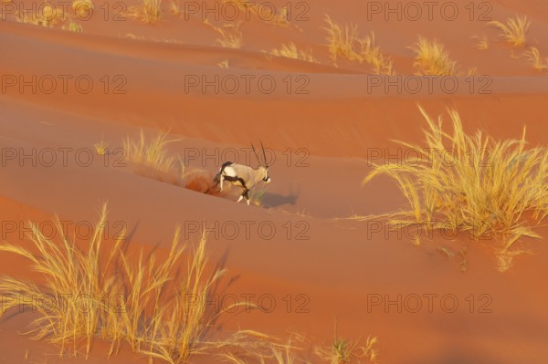 Gemsbok (Oryx gazella). Roaming the dunes of the Namib Desert. Aerial view from a helicopter. Namib-Naukluft Park, Namibia