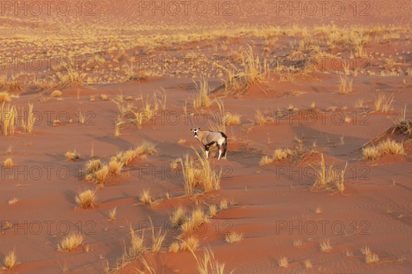 Gemsbok (Oryx gazella). At a sandy plain in the Namib Desert. Aerial view from a helicopter. Namib-Naukluft Park, Namibia