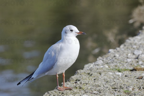 Black-headed gull (Chroicocephalus ridibundus), standing on a wall on the lakeshore, Lake Chiemsee, Prien, Bavaria, Germany
