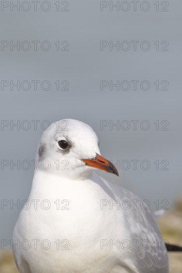 Black-headed Black-headed Gull (Chroicocephalus ridibundus), animal portrait, Lake Chiemsee, Prien, Bavaria, Germany