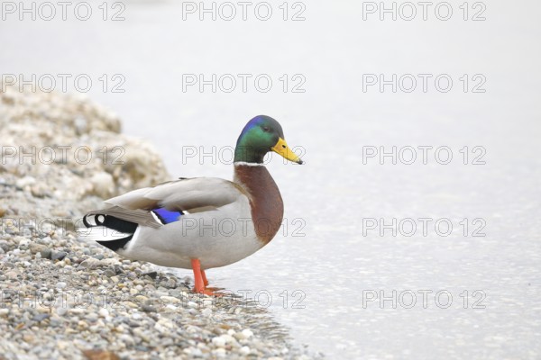 Mallard (Anas platyrhynchos), male, drake, standing on the lakeshore, Chiemsee, Prien, Bavaria, Germany