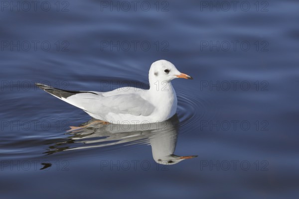 Black-headed gull (Chroicocephalus ridibundus), swimming on the lake, with reflection, Chiemsee, Prien, Bavaria, Germany