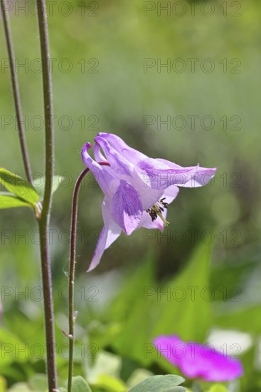 Columbine (Aquilegia vulgaris), pink flower at the edge of a forest, in spring, Wilnsdorf, North Rhine-Westphalia, Germany