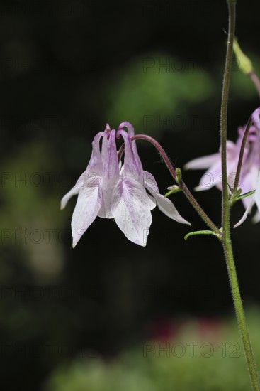 Columbine (Aquilegia vulgaris), white flower at the edge of a forest, in spring, Wilnsdorf, North Rhine-Westphalia, Germany