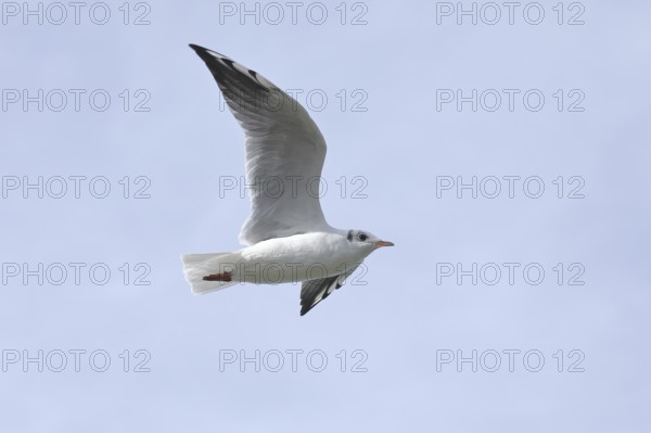 Black-headed Black-headed Gull (Chroicocephalus ridibundus), in flight, Lake Chiemsee, Prien, Bavaria, Germany