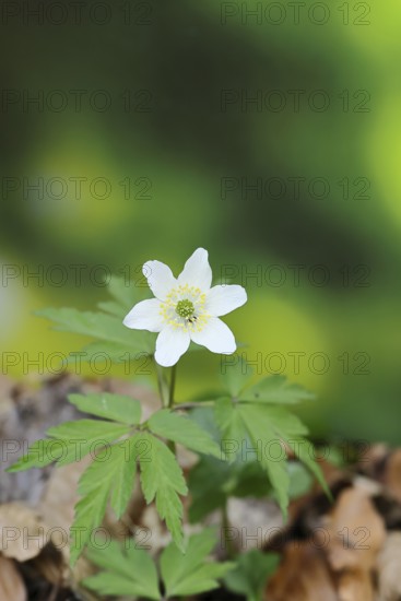 Wood anemone (Anemone nemorosa), flowering in a beech forest, spring, Wilnsdorf, North Rhine-Westphalia, Germany
