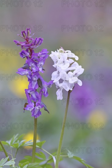 Hollow larkspur (Corydalis cava), inflorescence in a beech forest, Wilnsdorf, North Rhine-Westphalia, Germany