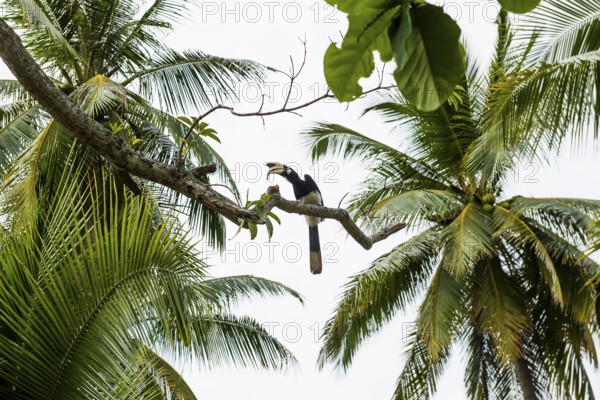 Hornbill and coconut palms, Pearl Beach, Koh Mook, Trang Province, Southern Thailand, Andaman Sea, Thailand