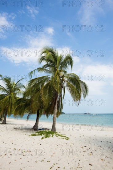 White sandy beach and coconut palms, Pearl Beach, Koh Mook, Trang Province, Southern Thailand, Andaman Sea, Thailand
